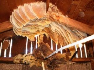 Bee hive inside of a shed