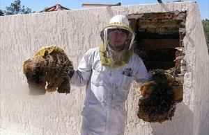 Scottsdale Bee Removal employee holding removed comb